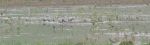 hasanloo wetland 8902020 IMG (268).JPG
