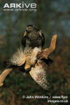 Northern-goshawk-male-with-sparrowhawk-prey.jpg
