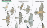 plate 15 - Sparrowhawks, Goshawk, Kestrels, Falcons, Merlin and Hobby_1.jpg
