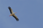 Western-White-Storke.jpg