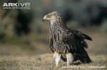 Juvenile-imperial-eagle_004.jpg