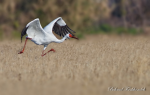 Siberian White crane.jpg