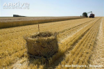 Protecting-Montagus-harrier-nest-during-harvest.jpg