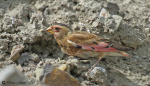 Crimson-winged-Finch.jpg